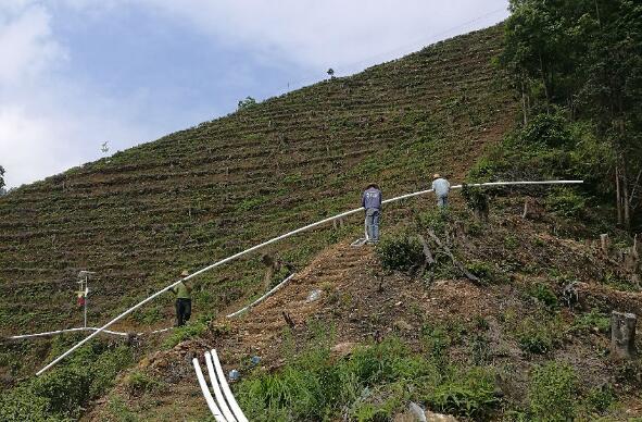 巧用滴灌，農專家手把手教你種出好柚子！